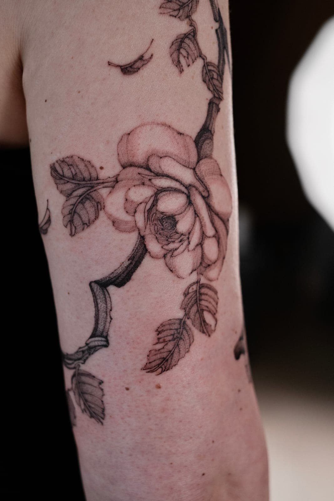 Fineline tattoo freshly done – Rose on Branch – SIJA.INK Zürich