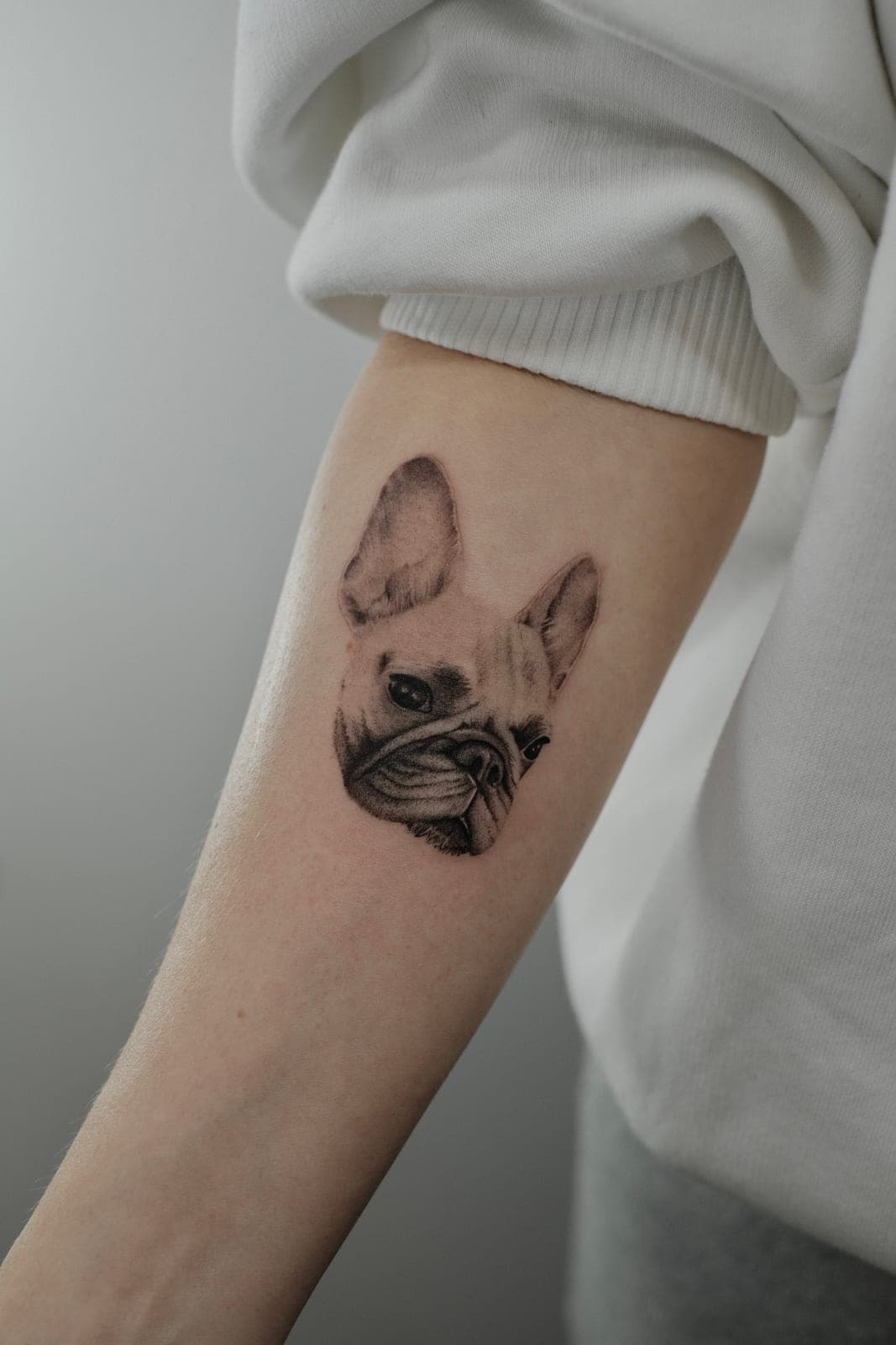 Fineline tattoo freshly done – Frenchie Portrait – SIJA.INK Zürich